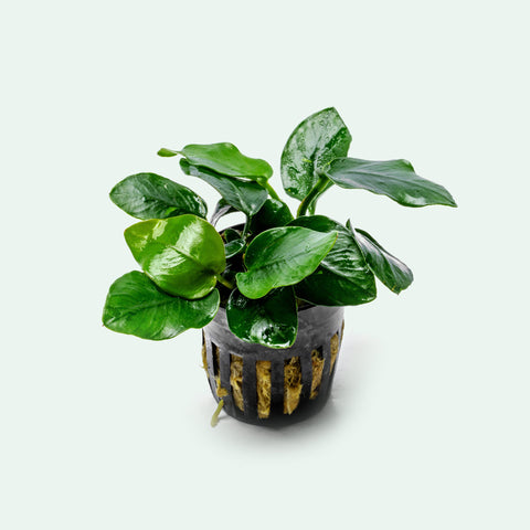 Shop Anubias Nana Thick Leaf Aquatic Plants - Glass Aqua