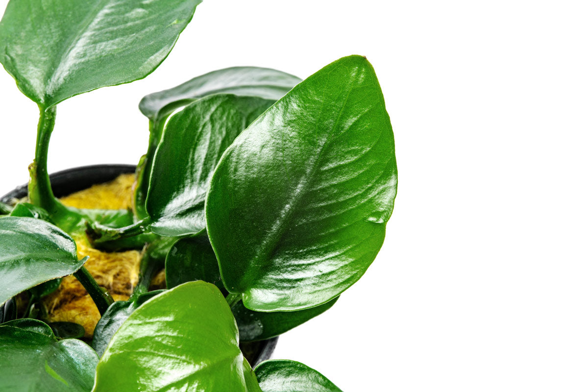 Shop Anubias Nana Thick Leaf Aquatic Plants - Glass Aqua