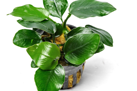 Shop Anubias Nana Thick Leaf Aquatic Plants - Glass Aqua