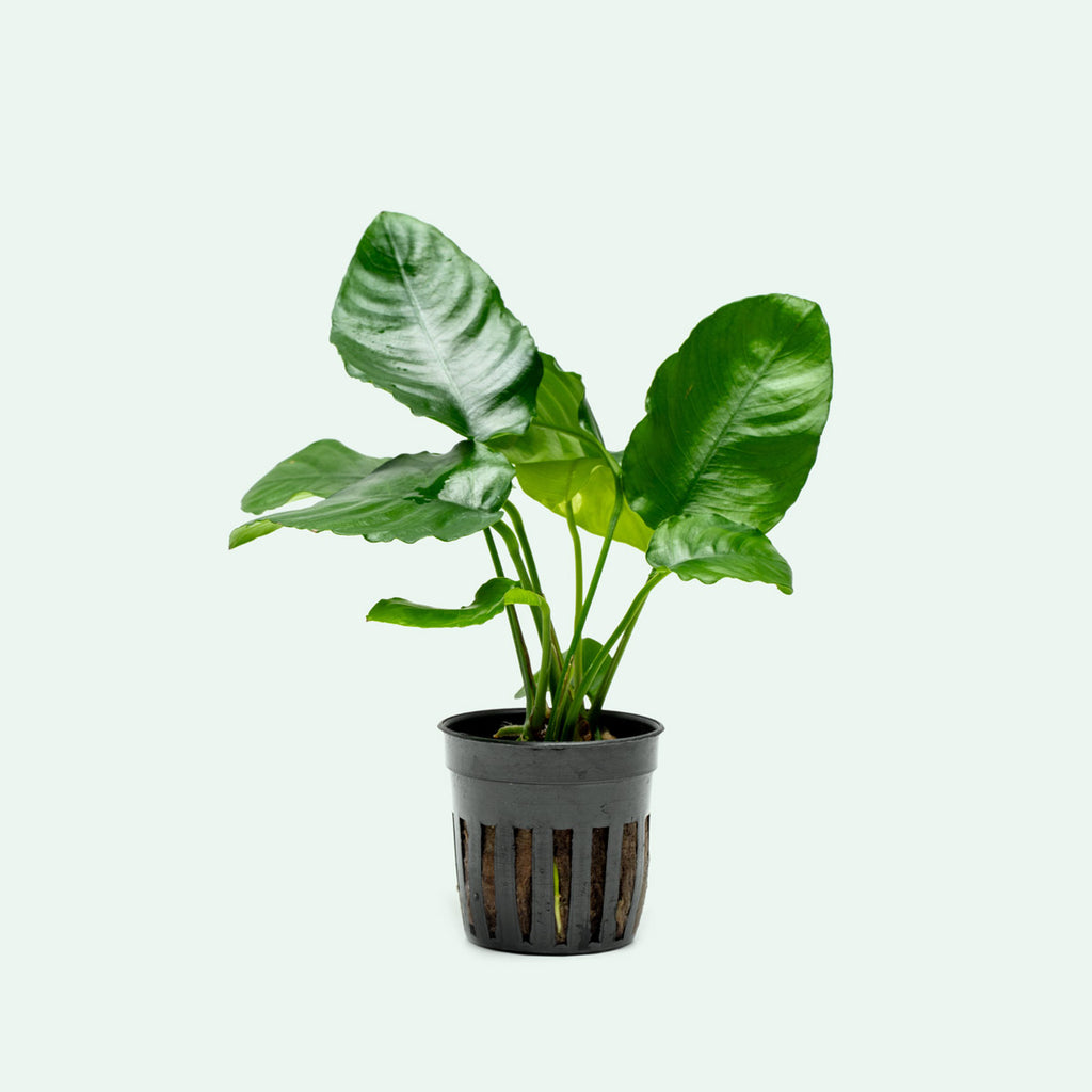 Anubias Barteri Wrinkle Leaf Easy Beginner Aquarium Plant