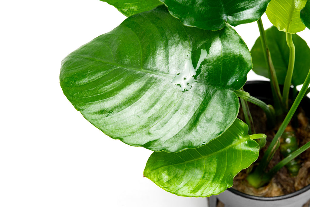 Anubias Barteri Wrinkle Leaf Easy Beginner Aquarium Plant