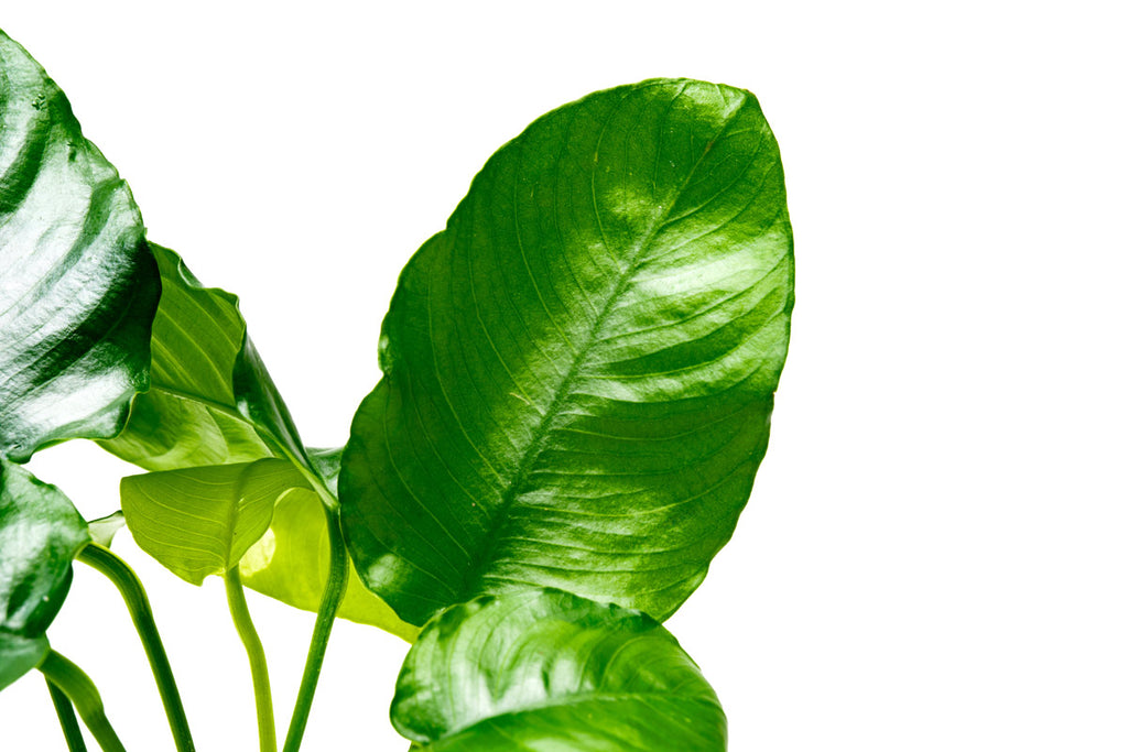 Anubias Barteri Wrinkle Leaf Easy Beginner Aquarium Plant
