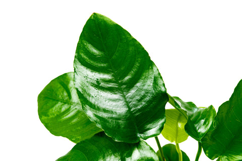 Anubias Barteri Wrinkle Leaf Easy Beginner Aquarium Plant