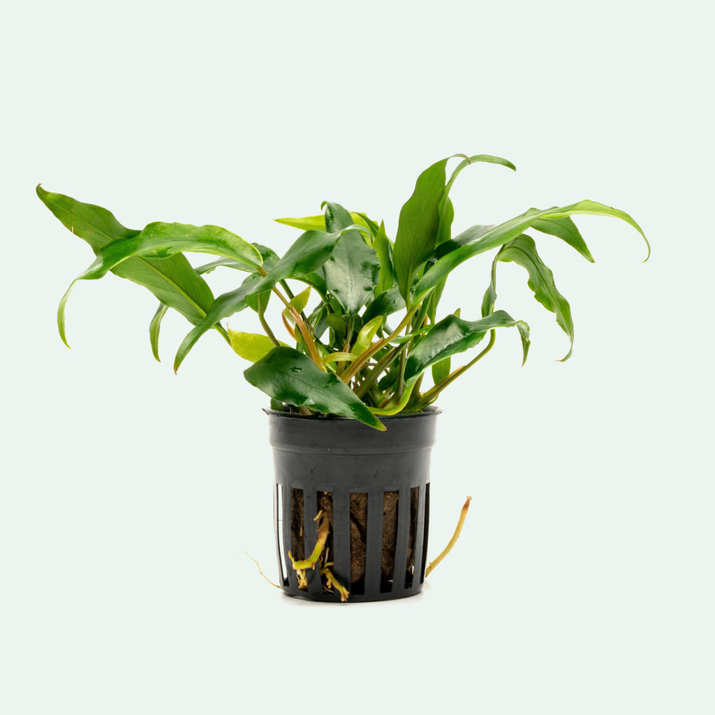 Assorted Anubias Bundle - Glass Aqua