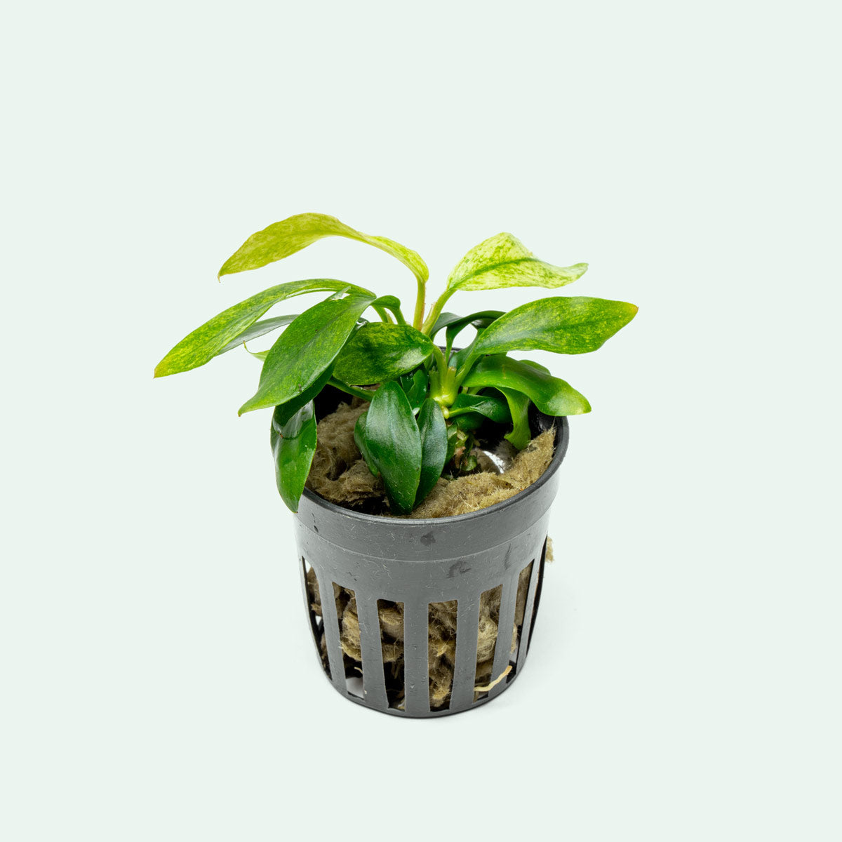 Anubias Minima Variegated Live Easy Aquatic Aquarium Plant