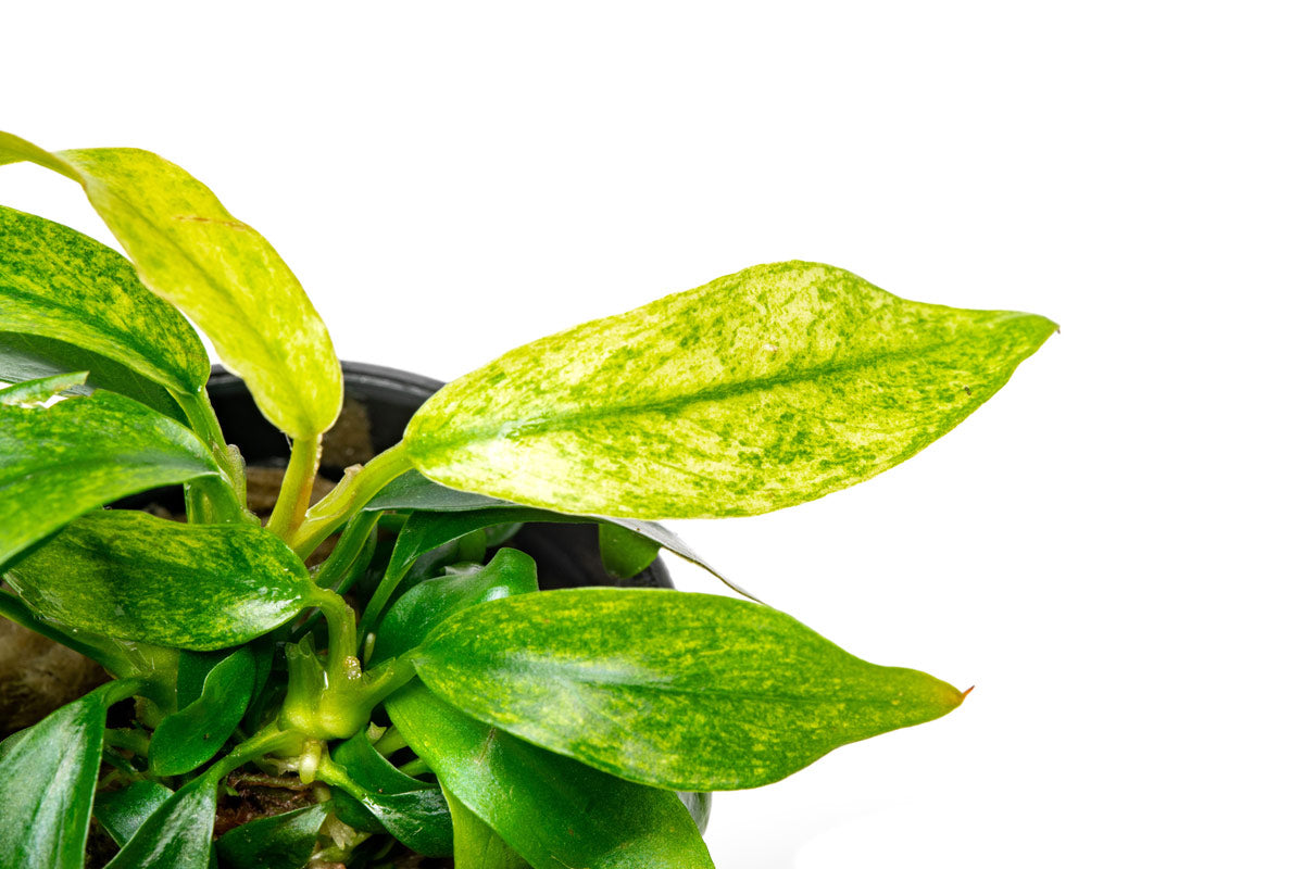 Anubias Minima Variegated Live Easy Aquatic Aquarium Plant