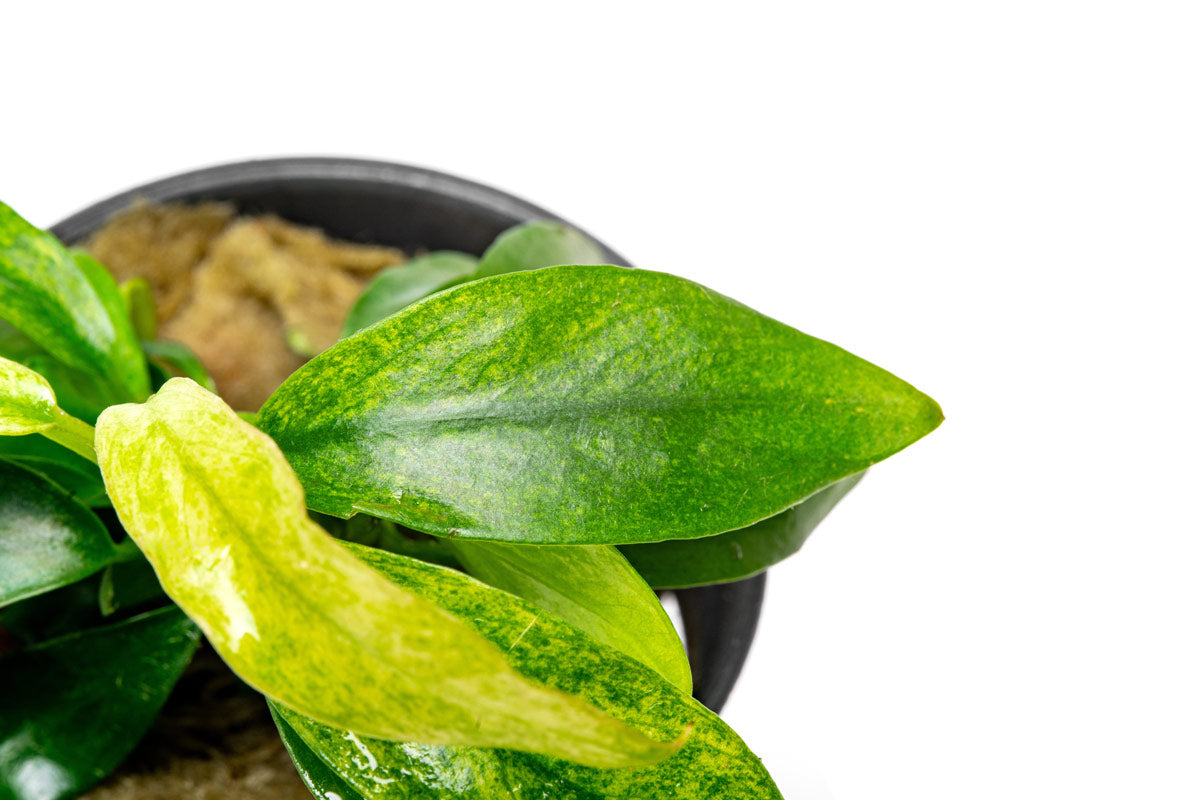 Anubias Minima Variegated Live Easy Aquatic Aquarium Plant