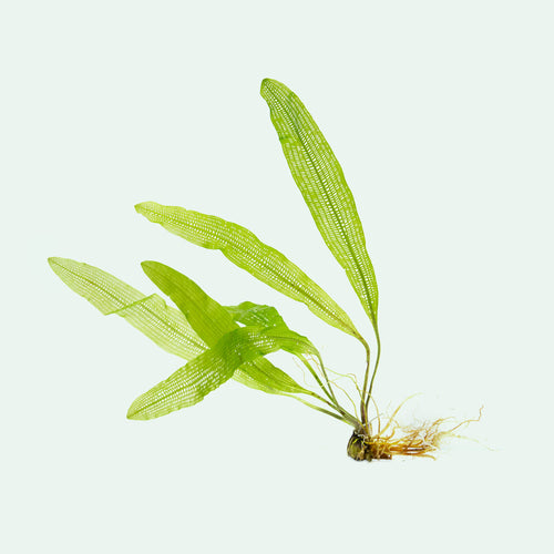 Aponogeton Henkelianus live aquarium bulb plant for freshwater planted tanks and aquascaping