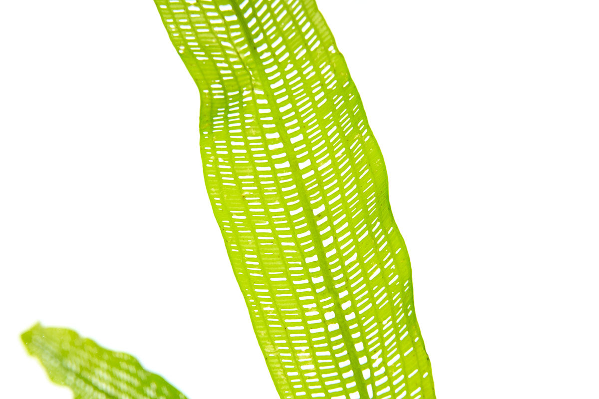 textured leaves of aponogeton henkelianus live aquarium plant for planted tanks
