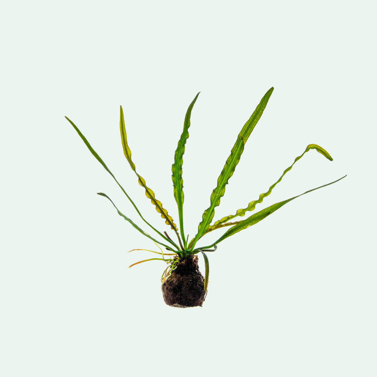 Aponogeton Longiplumulosus live aquarium plant sprouted bulb for planted aquariums