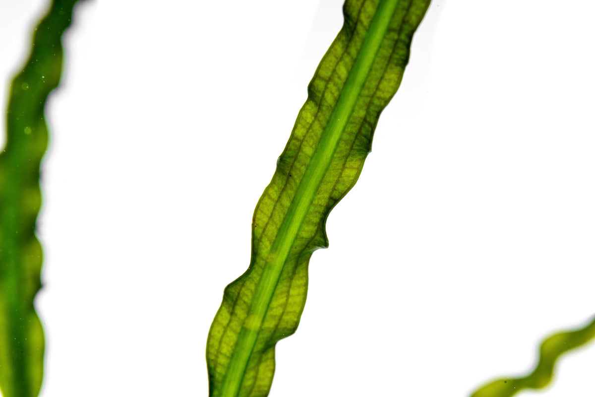 up close detail shot of Aponogeton Longiplumulosus live aquarium plant