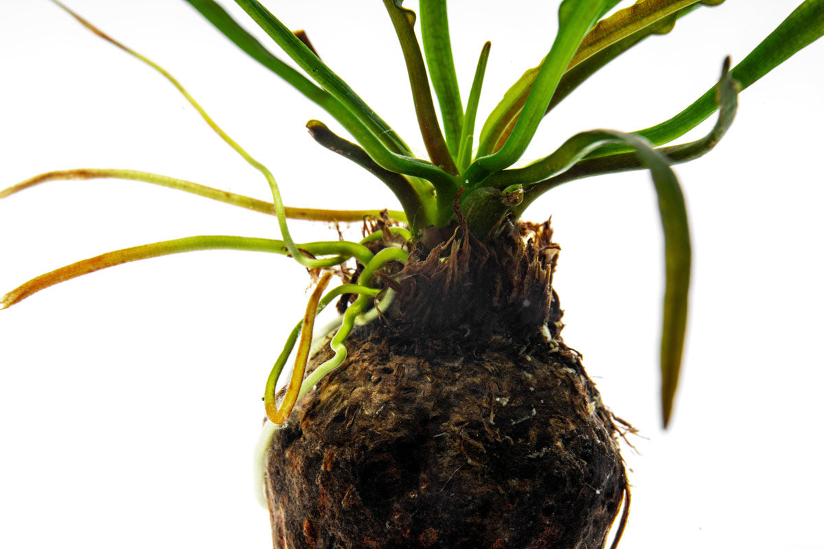 Detail shot of aponogeton longiplumulosus sprouted bulb aquatic plant