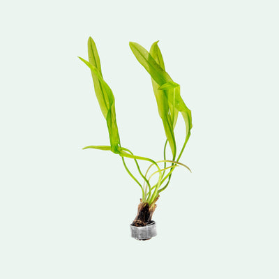 Aponogeton Ulvaceus Madagascariensis - Glass Aqua