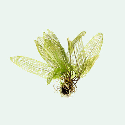 Aponogeton Madagascariensis - Glass Aqua