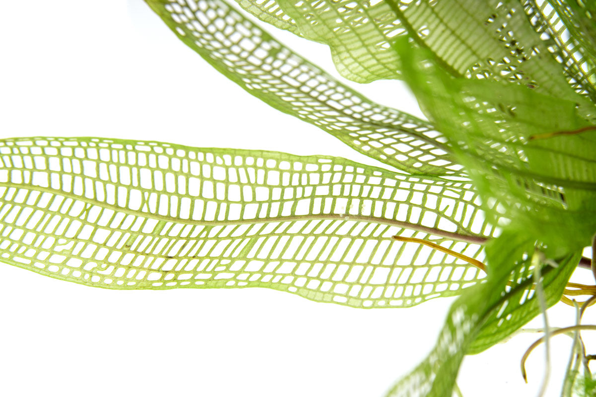 Aponogeton Madagascariensis