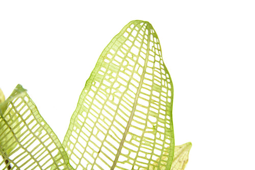 Aponogeton Madagascariensis