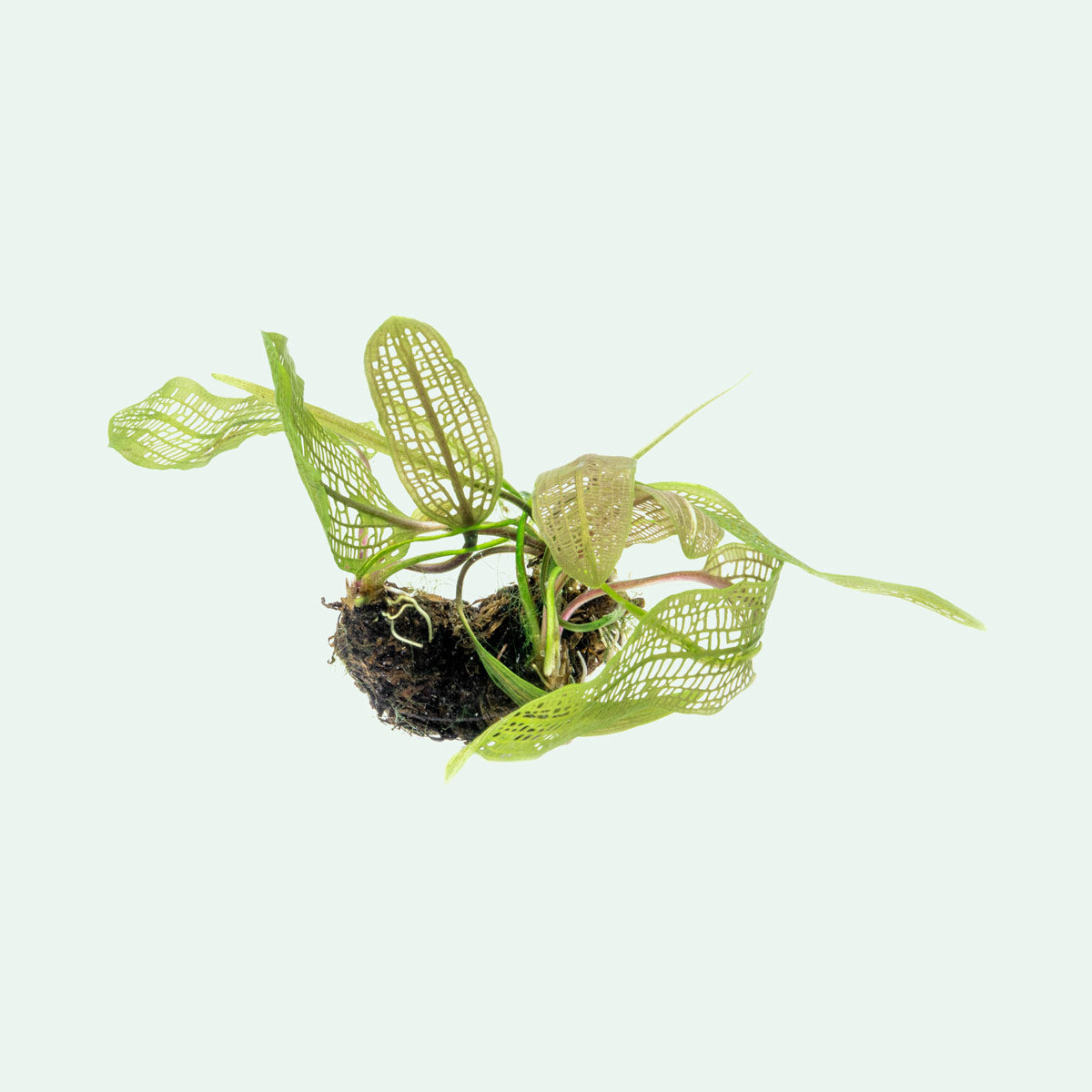 Aponogeton Madagascariensis Live Aquatic Plant