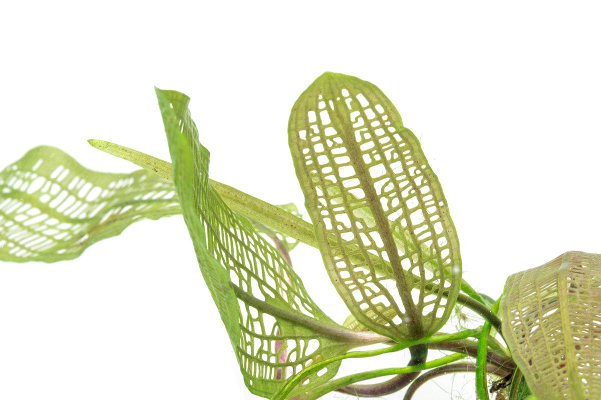 Aponogeton Madagascariensis Live Aquatic Plant