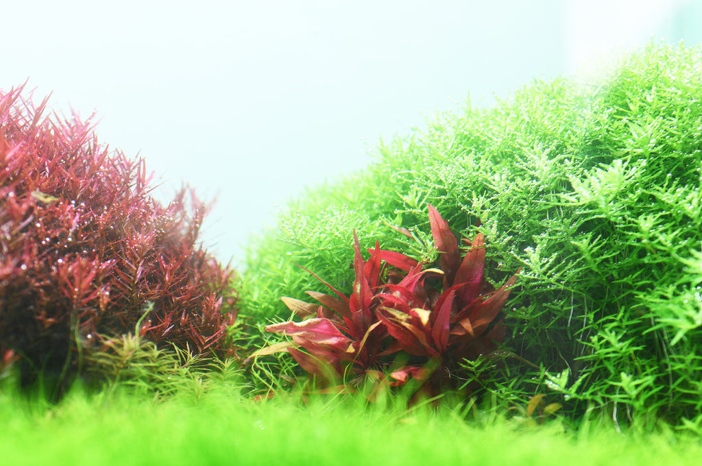 Aquario Neo C Plants water conditioner in a planted aquarium with live aquatic stem plants