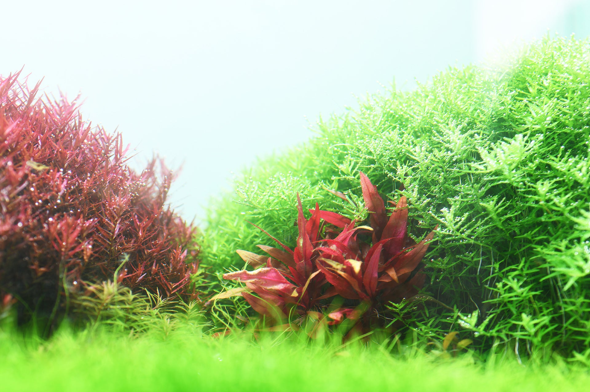 Aquario Neo C Plants water conditioner in a planted aquarium with live aquatic stem plants