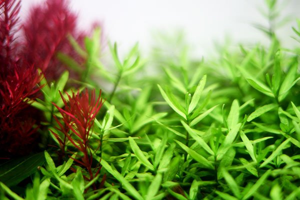 Aquario Neo Fluid Low-Tech Aquarium Fertilizer