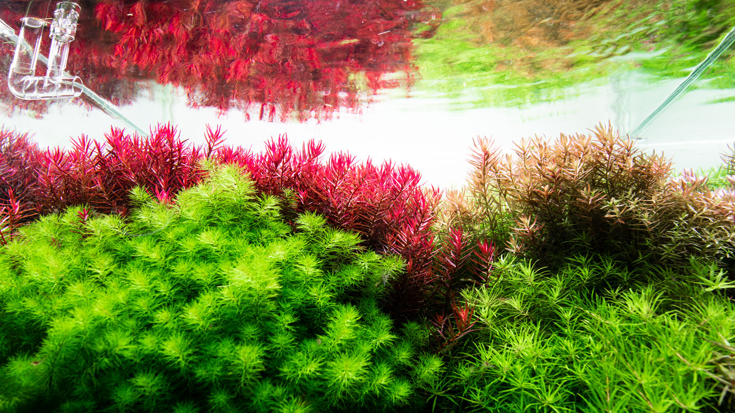 Aquario Solution Complex liquid aquarium plant fertilizer in a planted tank with colorful stem plants