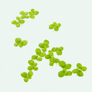Close up view of Duckweed, an easy floating plant used in planted aquariums and ponds.