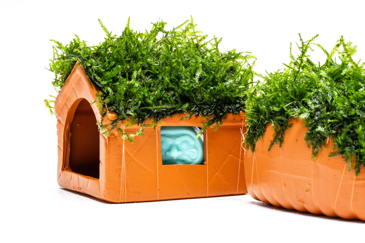 Close-up photo of aquarium moss shelter showing color and moss details