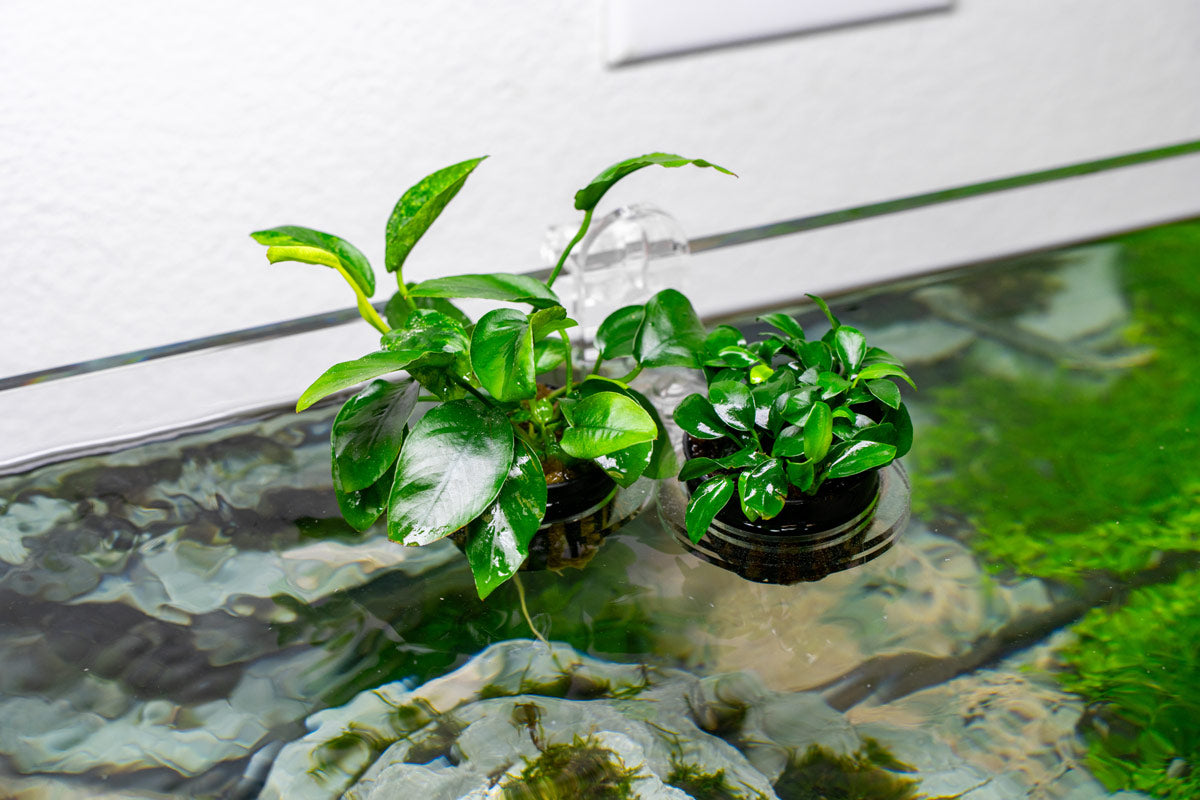 Ultum Nature Systems Hydro Pot Holder | Aquaponic & Hydroponic Planters