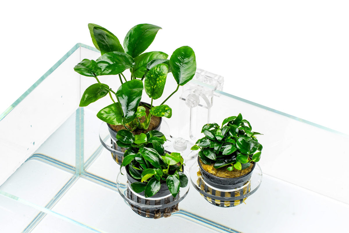 Ultum Nature Systems Hydro Pot Holder | Aquaponic & Hydroponic Planters