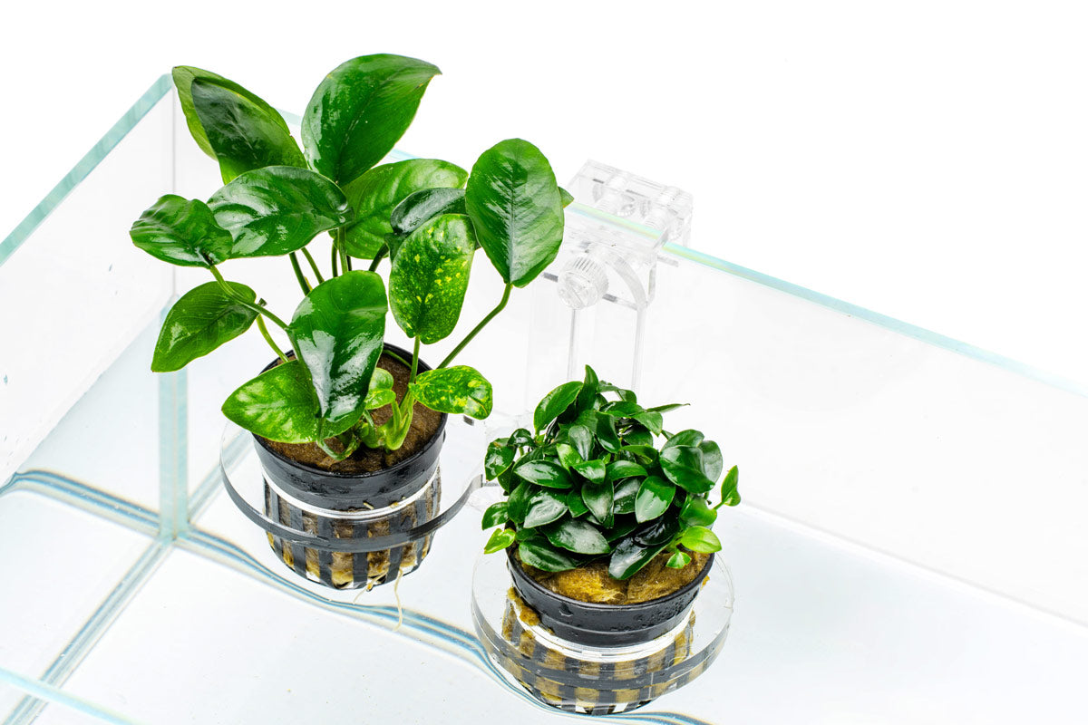Ultum Nature Systems Hydro Pot Holder | Aquaponic & Hydroponic Planters