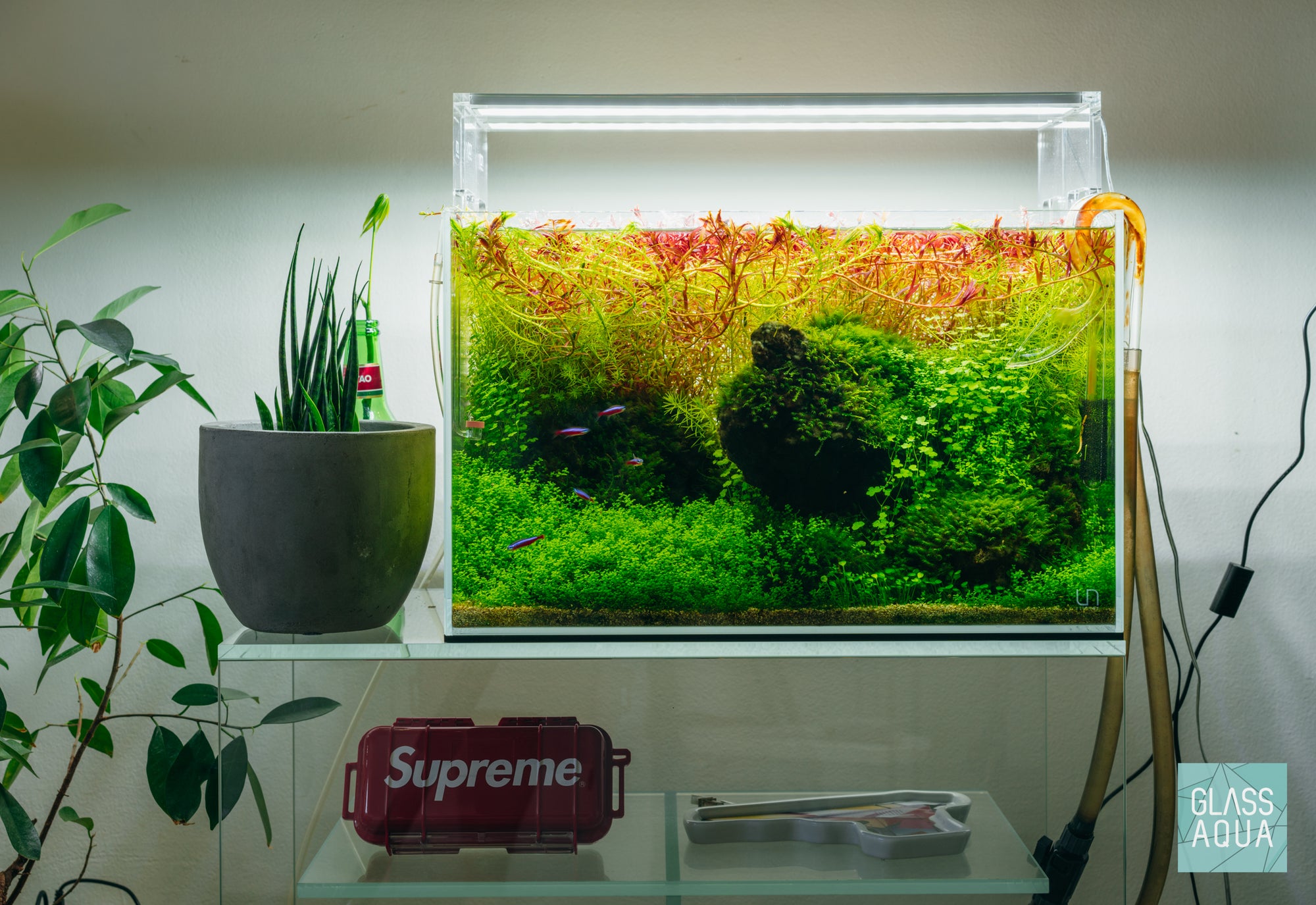 Planted aquarium with overgrown aquatic stem plants
