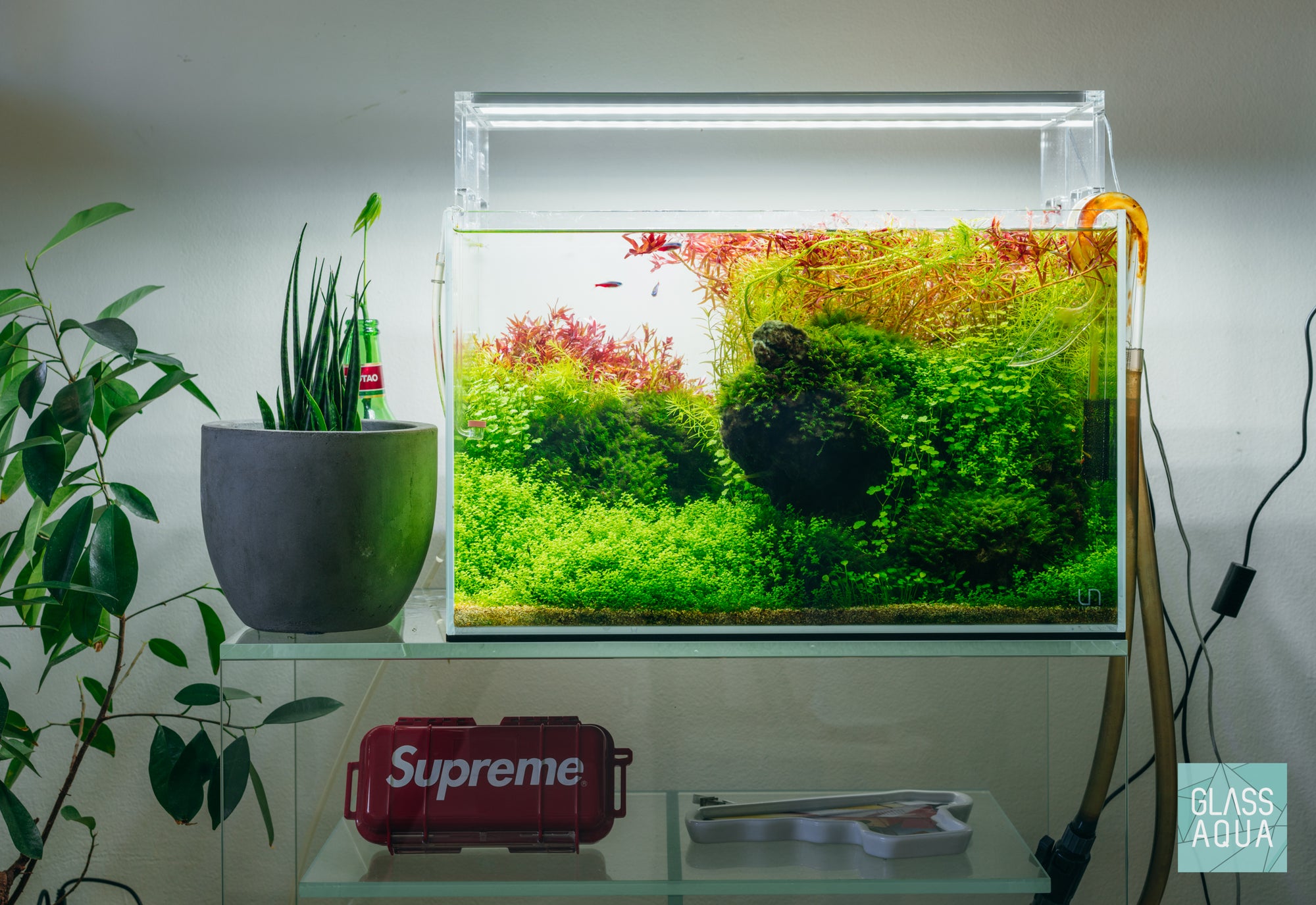 Trimming and maintenance of aquatic stem plants in densely planted UNS 45U Iwagumi aquascape