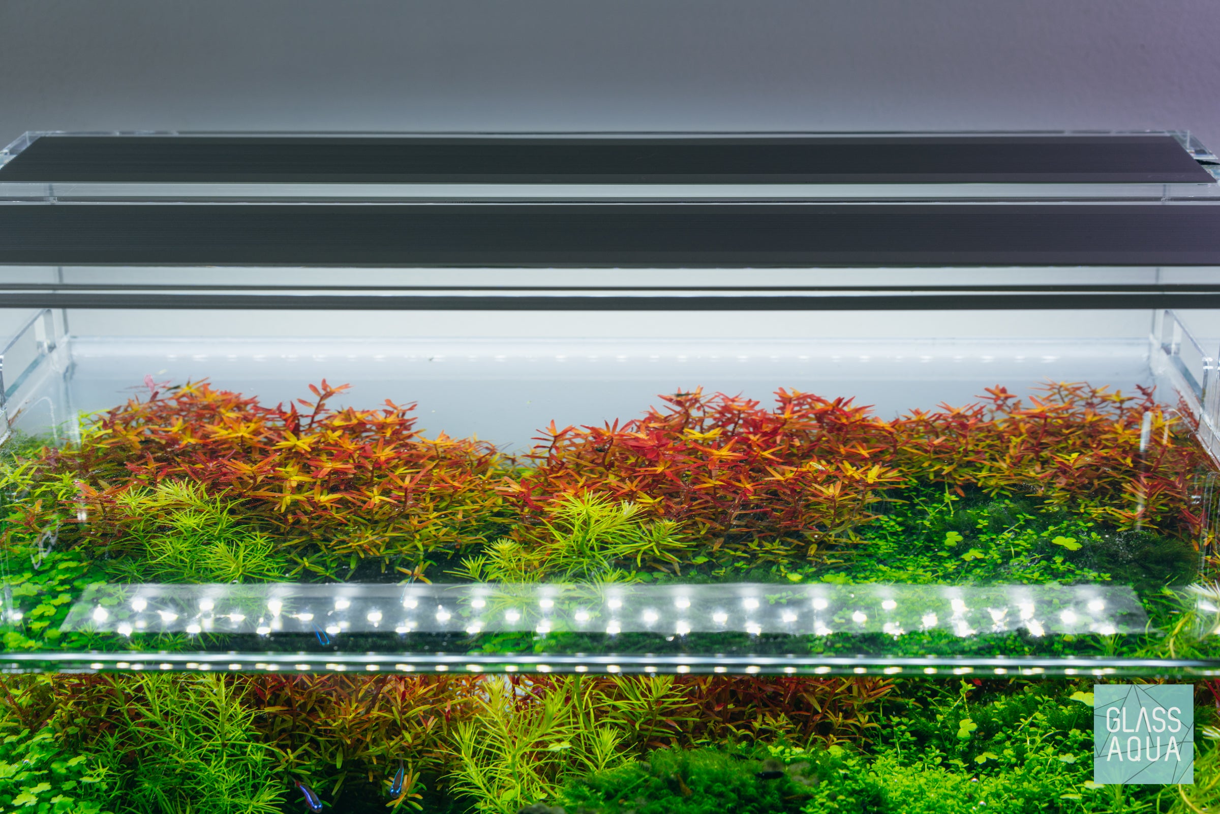 Twinstar aquarium light growing colorful aquatic stem plants