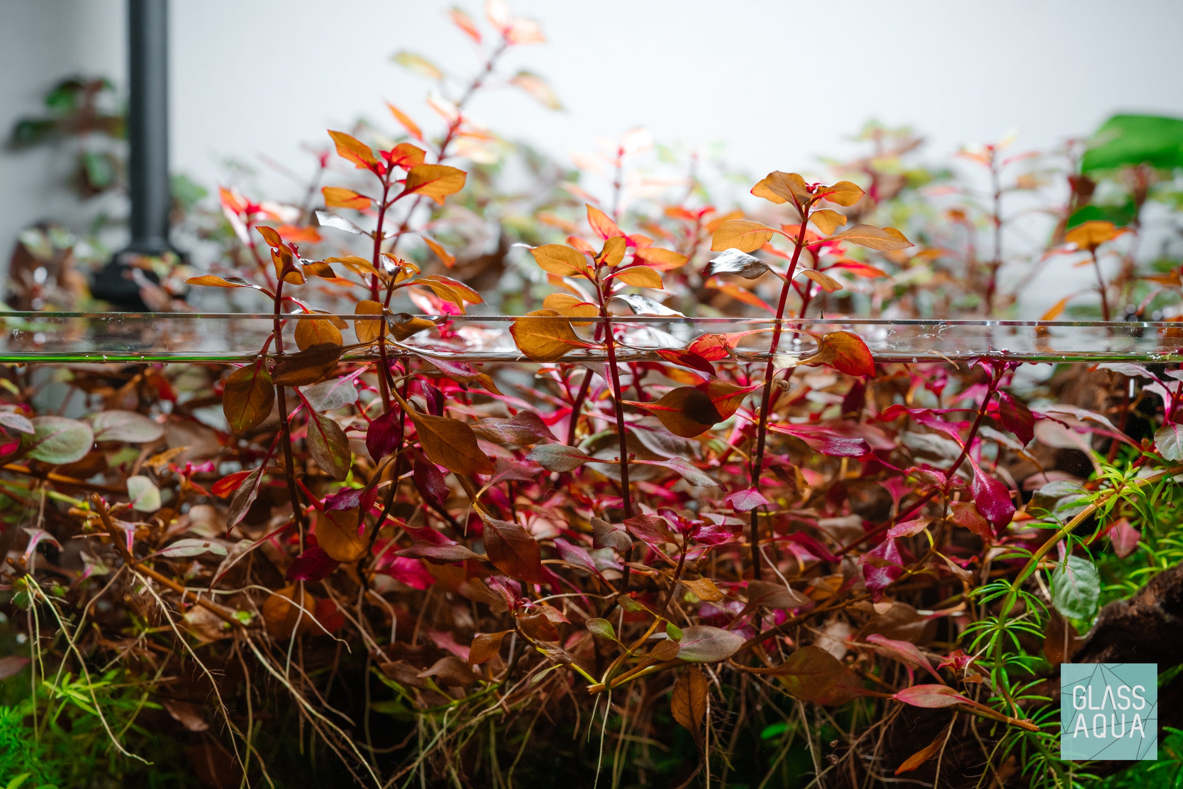 Ludwigia super red growing out of water in nano planted aquarium