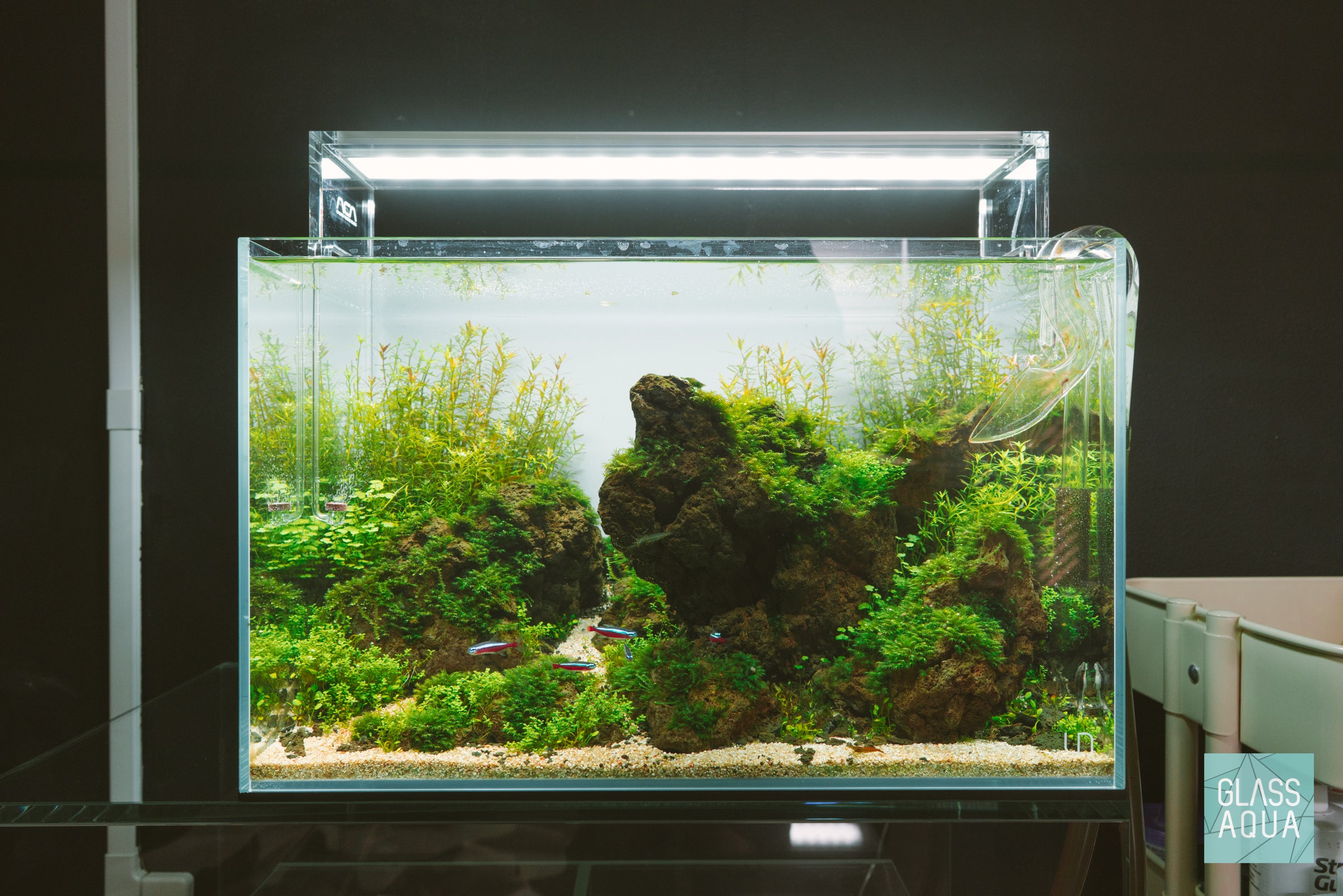 Growth progress of stem plants without coloring up yet in planted aquarium