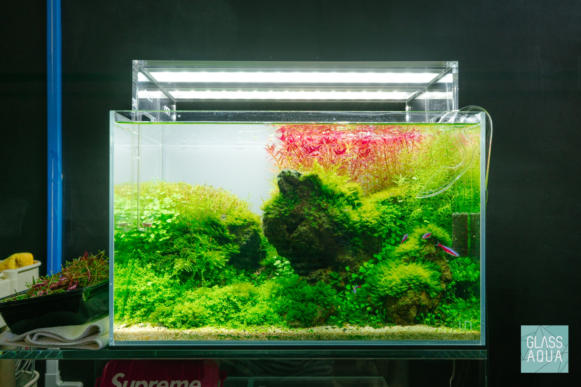 Trimming colorful aquarium stem plants and replanting for better growth in planted tank