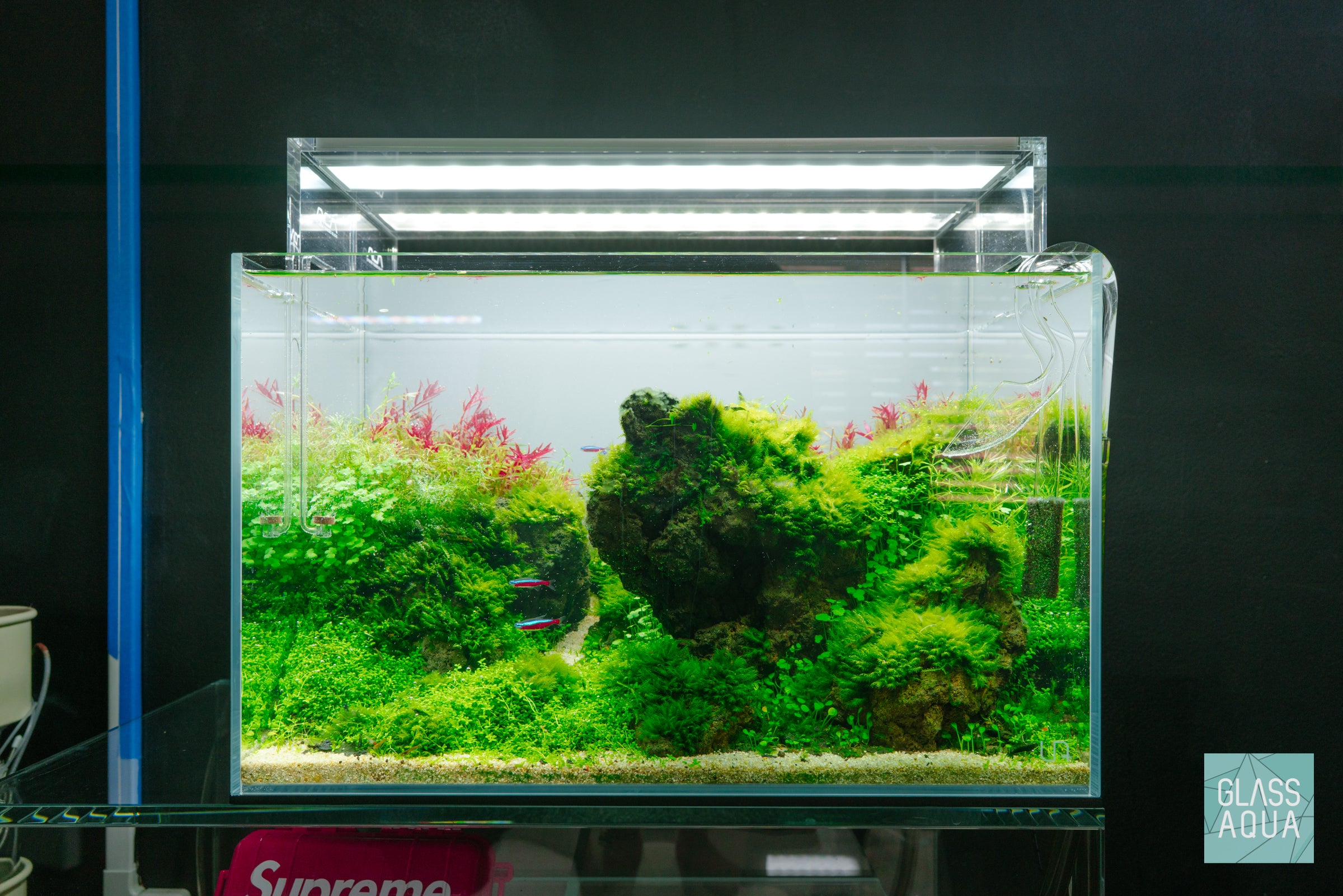 Replanting colorful and healthy stem plant trimmings for better growth