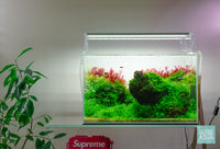 Brazilian Iwagumi aquascape with red stem plants by Glass Aqua