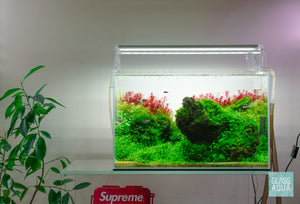 Brazilian Iwagumi aquascape with red stem plants by Glass Aqua