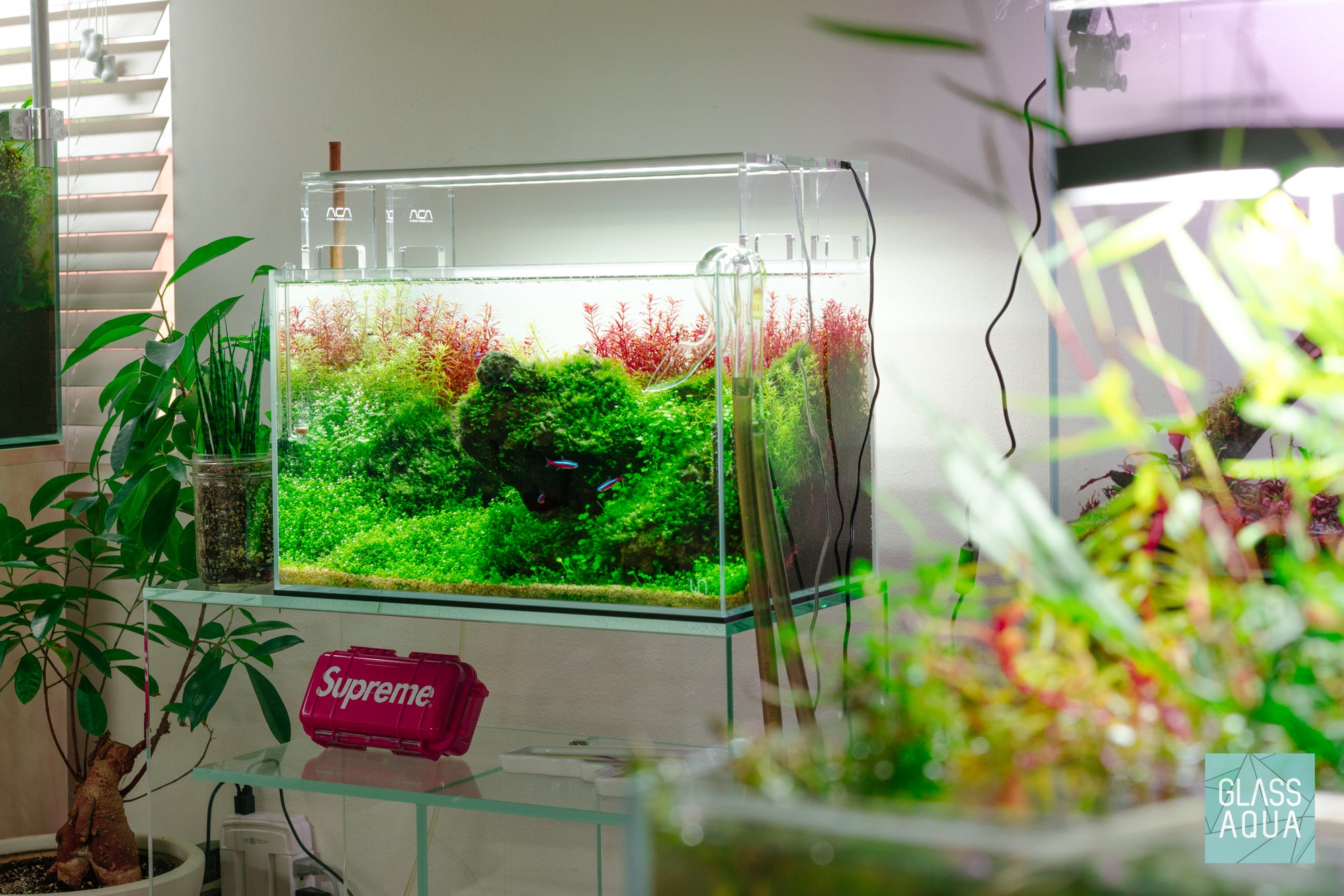 Mature 9.3 gallon planted aquarium with colorful stem plants by Glass Aqua