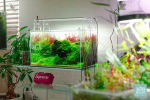 Mature 9.3 gallon planted aquarium with colorful stem plants by Glass Aqua