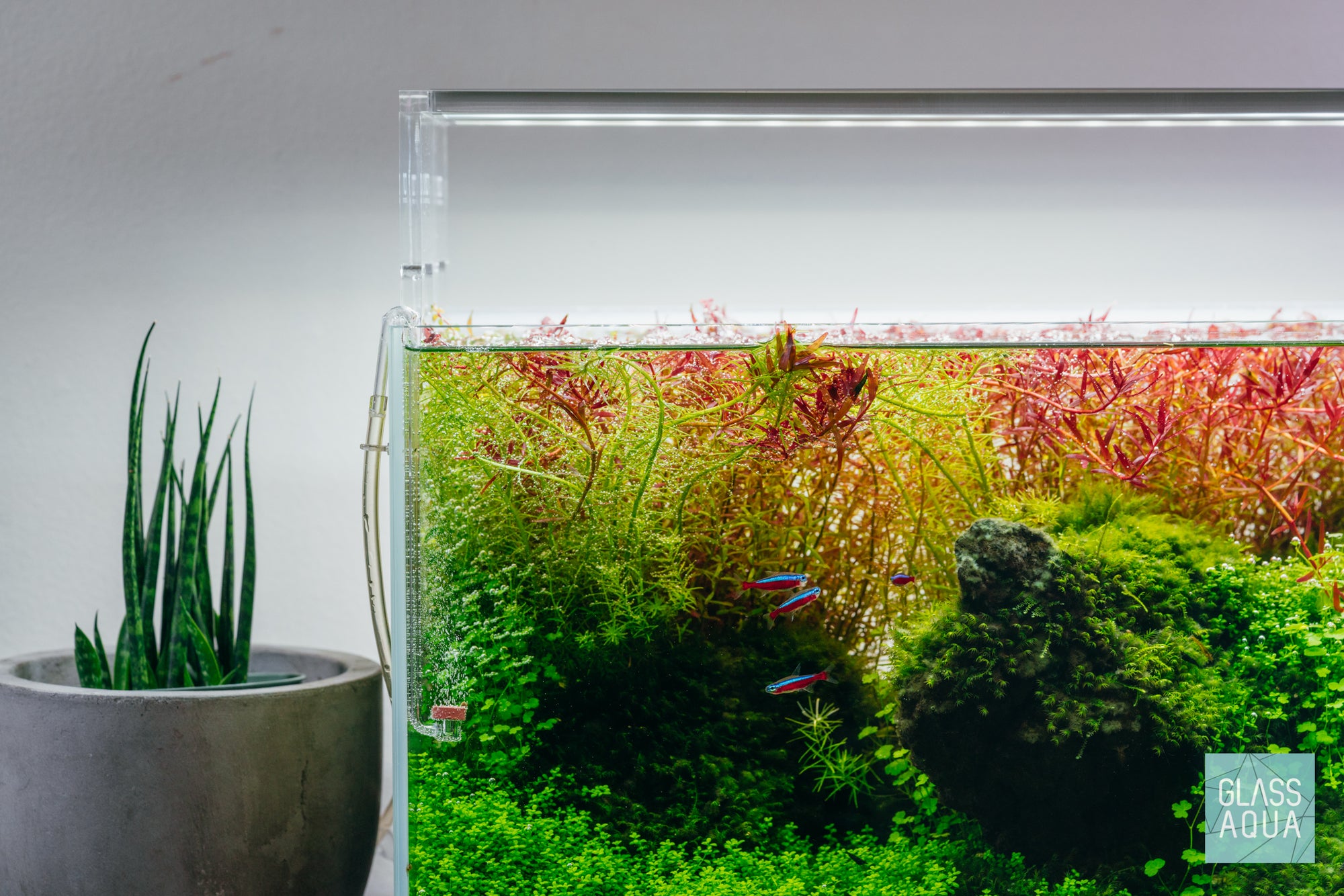 Colorful aquarium stem plants before trimming in UNS 45U planted tank