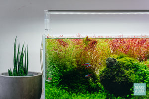 Colorful aquarium stem plants before trimming in UNS 45U planted tank