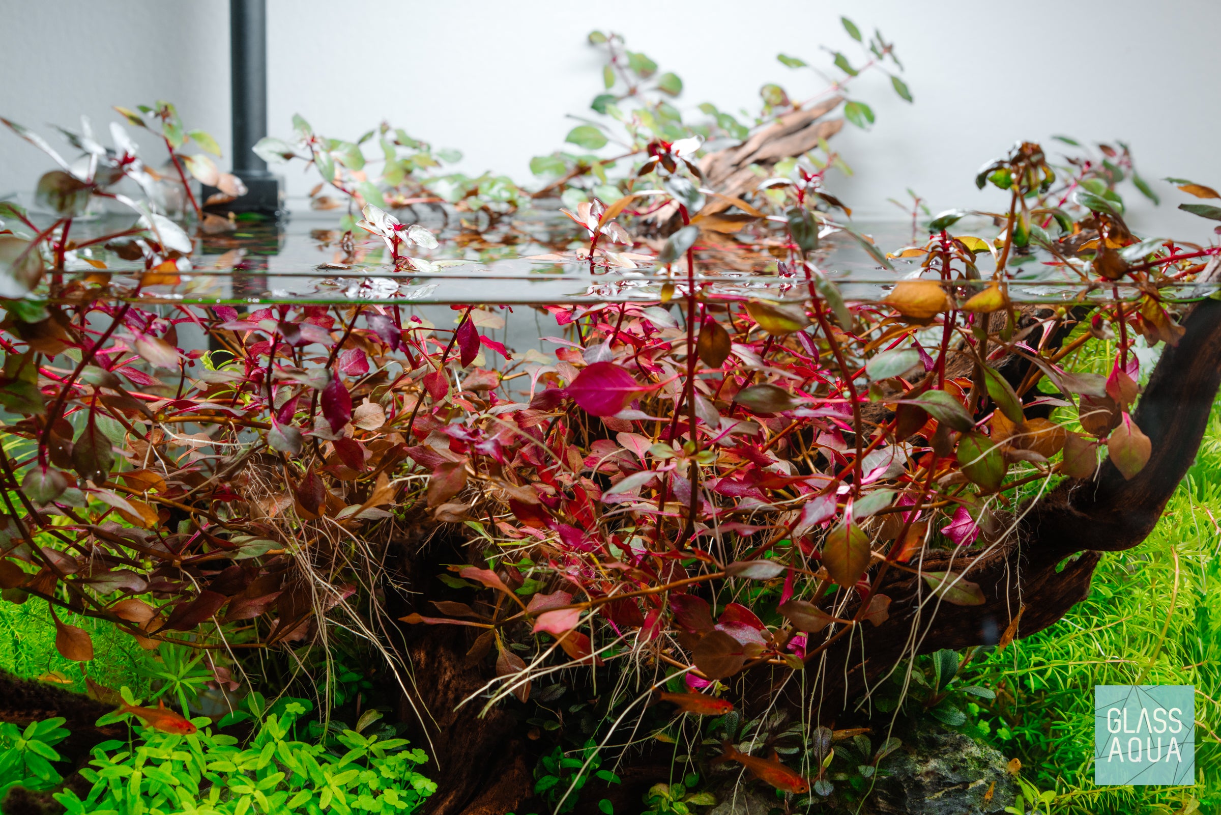 Ludwigia super red sprouting aerial roots in nano planted aquarium