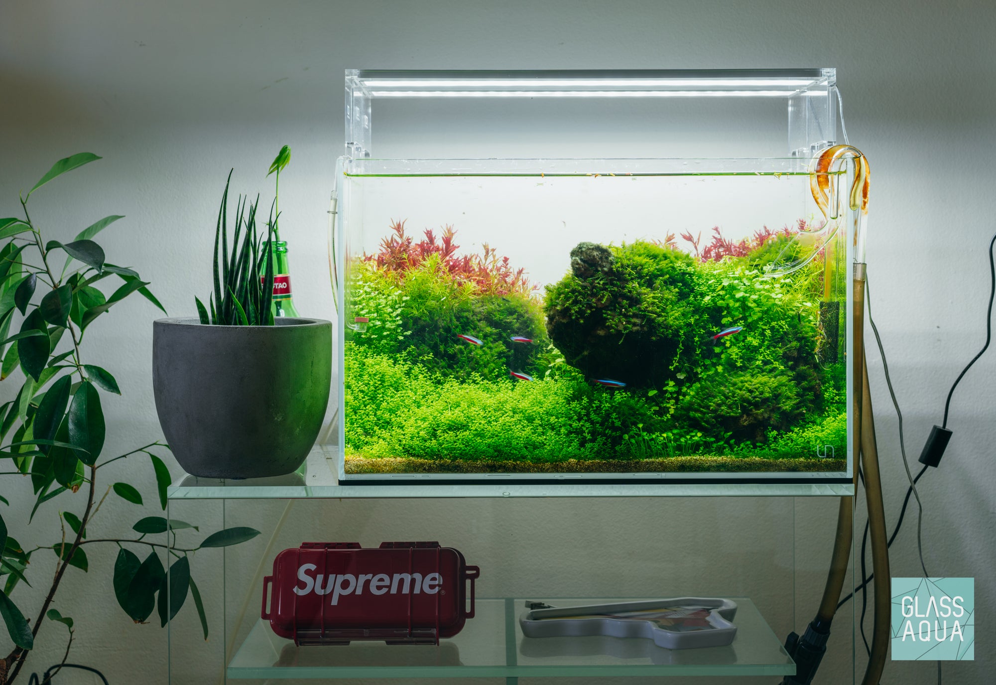 Completed maintenance on densely planted Brazilian Iwagumi aquascape with Rotala stem plants