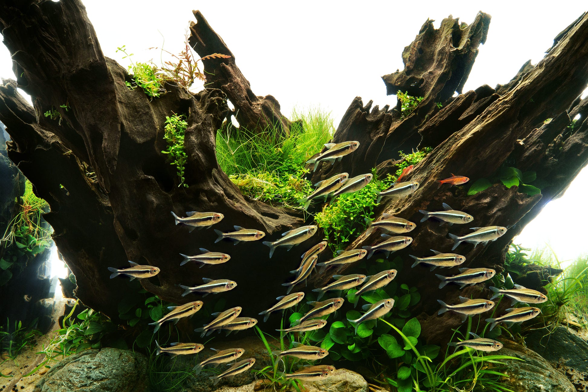 Dragon Wood