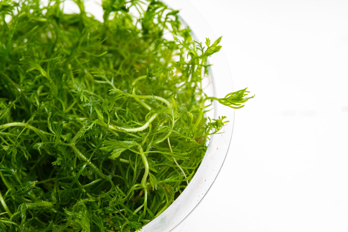 Hottonia Palustris Tissue Culture Aquarium Plant for Planted Tank