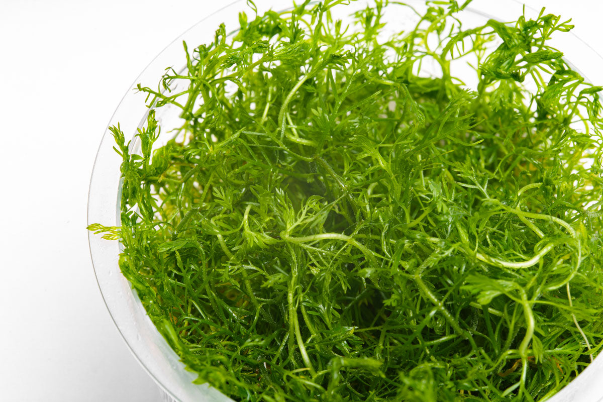 Hottonia Palustris Tissue Culture Aquarium Plant for Planted Tank