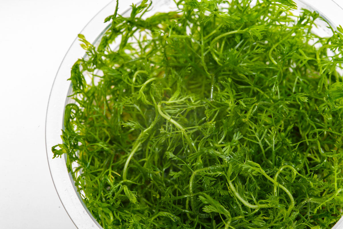Hottonia Palustris Tissue Culture Aquarium Plant for Planted Tank